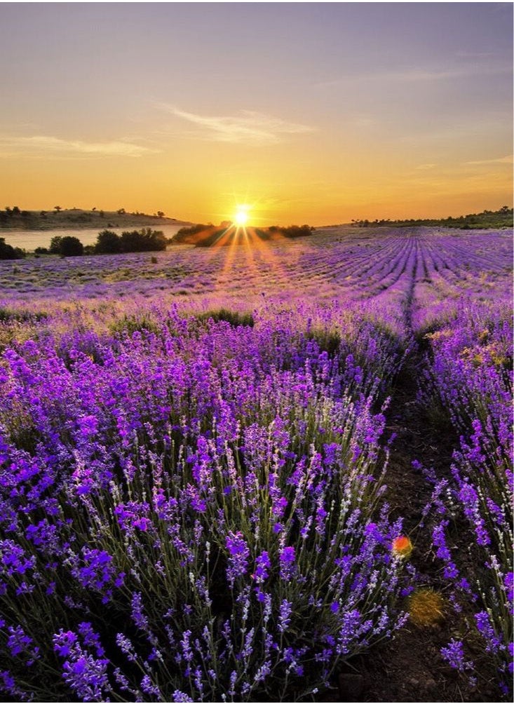 Village Candle - The Village Lavender Candle Large - Image 1