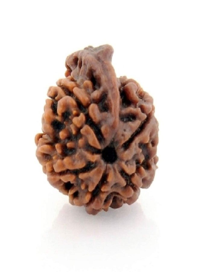 numeroastro Natural & Original Shri Ganesh Rudraksha Bead For Men & Women (Nepali Bead) (1 Pc) - Image 1
