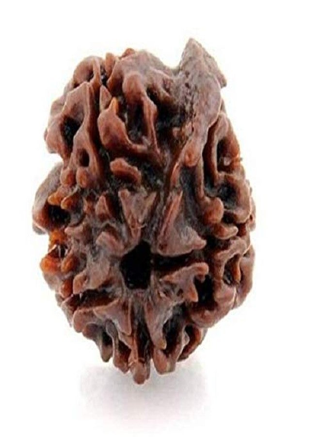 numeroastro Natural & Original Shri Ganesh Rudraksha Bead For Men & Women (Nepali Bead) (1 Pc) - Image 2