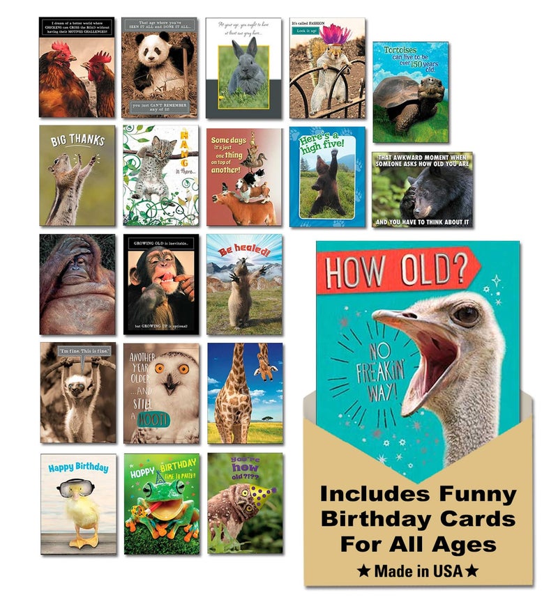 Leanin' Tree Wildly Funny - Made In USA - 20 Assorted Cards with Envelopes All Occasion, Birthday Cards Funny Enough to Make You Laugh, Includes Birthday, Encouragement, Friendship, Thank You and More - Image 1