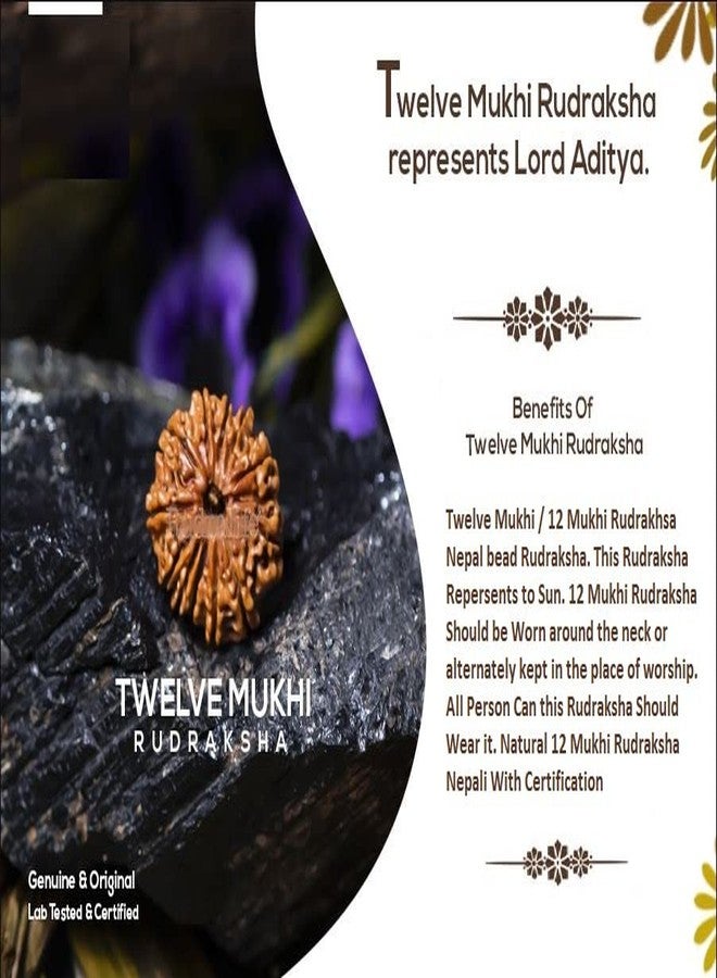 IRIS GEMS 12 Mukhi Rudraksha Original Certified Natural 12 Face Nepal Rudraksha Energized 12 मुखी रुद्राक्ष Twelve Face Rudraksha With Pendant Or Laal Dori Rudraksha 12 Mukhi For Men & Women - Image 5