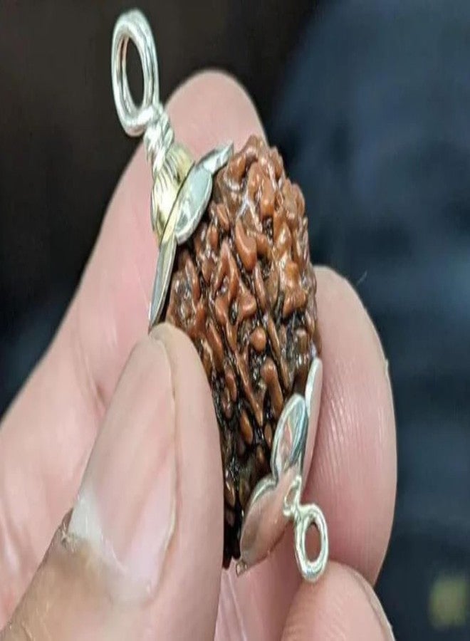 IRIS GEMS 12 Mukhi Rudraksha Original Certified Natural 12 Face Nepal Rudraksha Energized 12 मुखी रुद्राक्ष Twelve Face Rudraksha With Pendant Or Laal Dori Rudraksha 12 Mukhi For Men & Women - Image 3