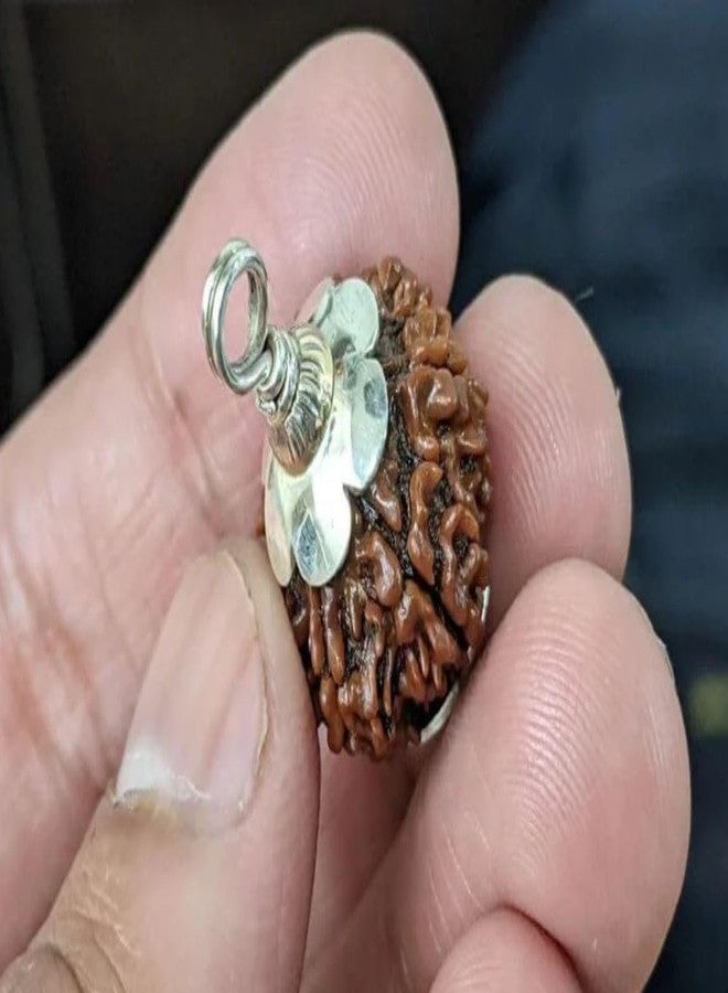 IRIS GEMS 12 Mukhi Rudraksha Original Certified Natural 12 Face Nepal Rudraksha Energized 12 मुखी रुद्राक्ष Twelve Face Rudraksha With Pendant Or Laal Dori Rudraksha 12 Mukhi For Men & Women - Image 2