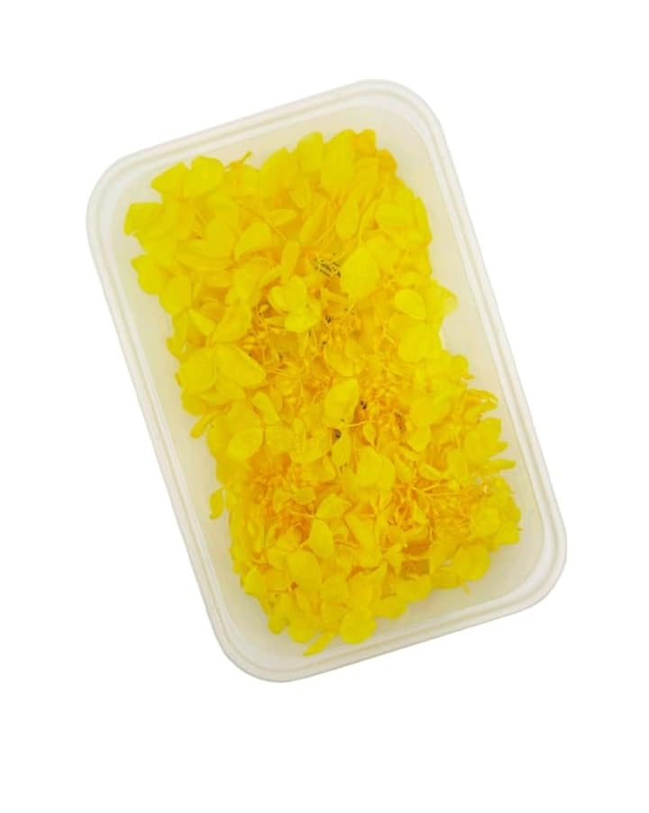 Yellow Real Dry Flower Box for Resin Art, Craft, Projects, Decoration and Much More (CD-MG20589)