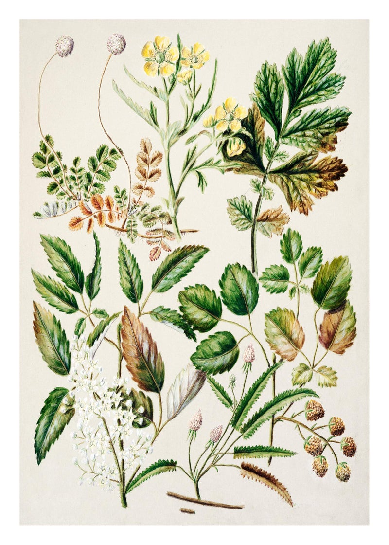 Ink Inc. Botanical Prints Floral Wildflowers Wall Art Prints - Set of 9-5x7- Matte - Unframed - Image 4