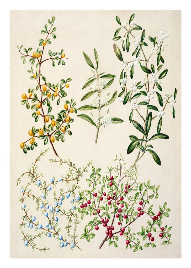 Ink Inc. Botanical Prints Floral Wildflowers Wall Art Prints - Set of 9-5x7- Matte - Unframed - Image 2