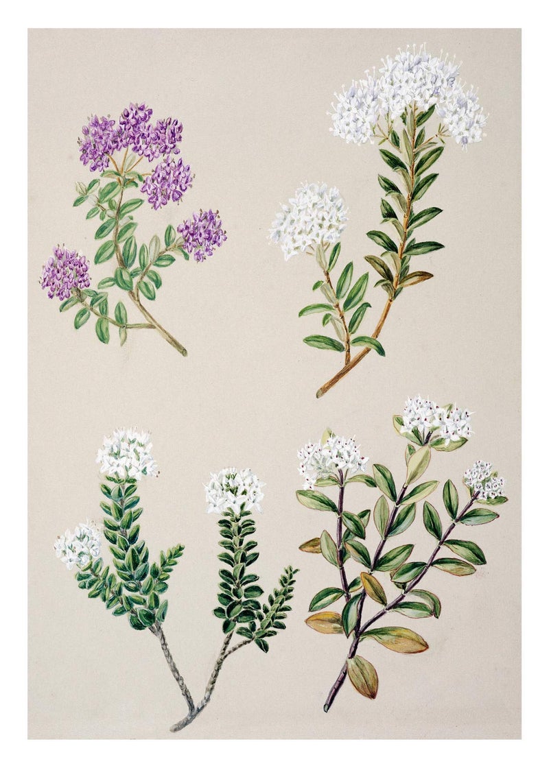 Ink Inc. Botanical Prints Floral Wildflowers Wall Art Prints - Set of 9-5x7- Matte - Unframed - Image 5