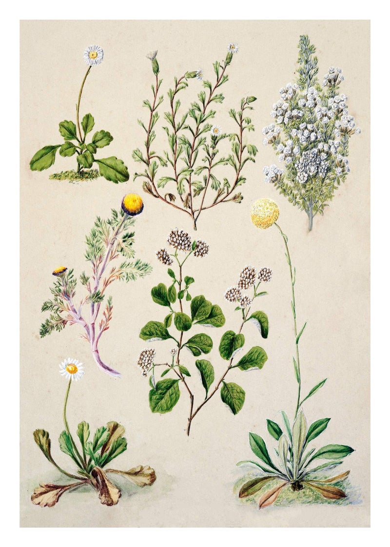 Ink Inc. Botanical Prints Floral Wildflowers Wall Art Prints - Set of 9-5x7- Matte - Unframed - Image 3