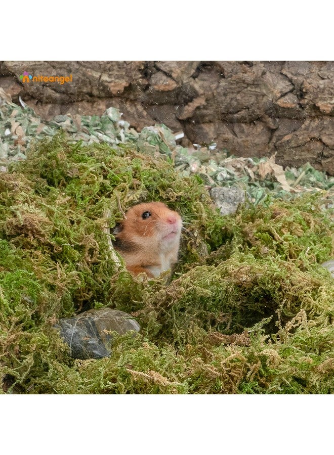 Niteangel 5L Forest Moss Soft Natural Moss Bedding Nesting for Dwarf Syrian Hamsters, Gerbils, mices, Degus or Other Small Animal - Image 4