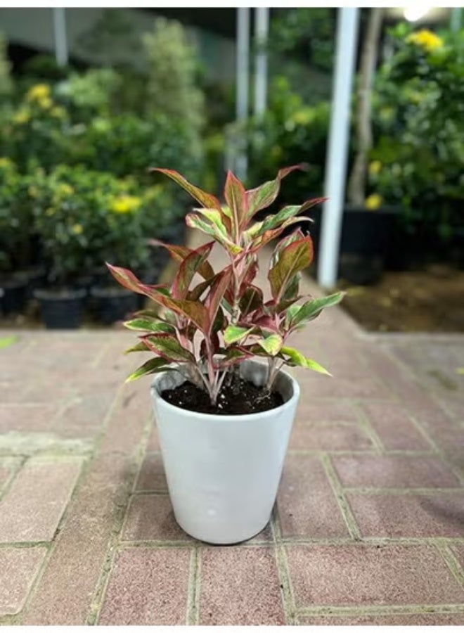 Live Aglaonema Red Plant in White Ceramic Pot Indoor Decorative House Plant for Home & Office | Air Purifying Indoor Plant Easy Care Aglaonema for Modern Green Décor