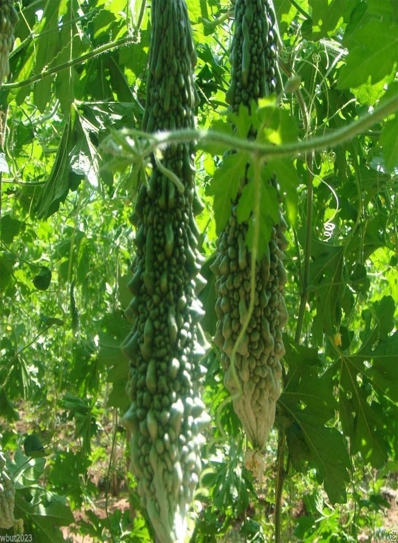 GGOOT Bitter Gourd Seeds, (Asian vegetable) Harvested young at 10-13" !(25 Seeds) - Image 4