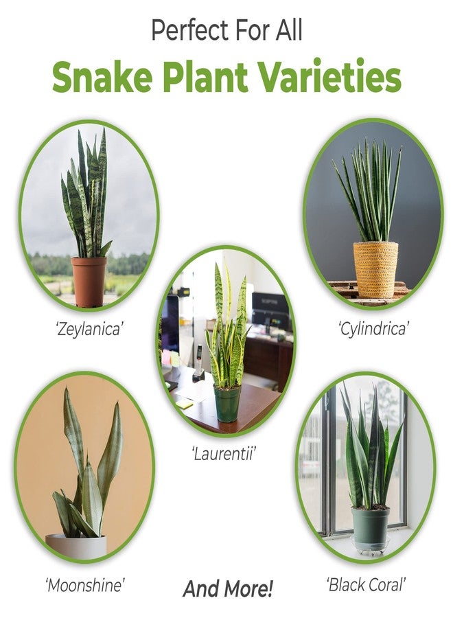 PERFECT PLANTS تربة عضوية مثالية لنبات الثعبان في كيس سعة 8 كوارت | مزيج تربة للزراعة في أصص مصنوعة من ألياف جوز الهند لأنواع مختلفة من نبات الثعبان - Image 3