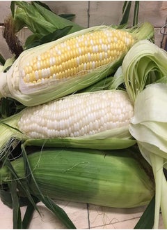 Waxy Corn Seeds Vietnamese Bap NEP Nu Asian Sweet Corn Seeds Asian Sticky Corn Seeds glutinous Corn White Corn Sticky Sweet Corn Laotian Seed Non-GMO (300)