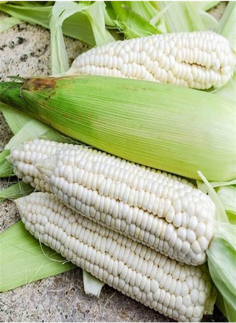 GGOOT - Waxy Corn Seeds Vietnamese Bap NEP Nu Asian Sweet Corn Seeds Asian Sticky Corn Seeds glutinous Corn White Corn Sticky Sweet Corn Laotian Seed Non-GMO (300) - Image 1