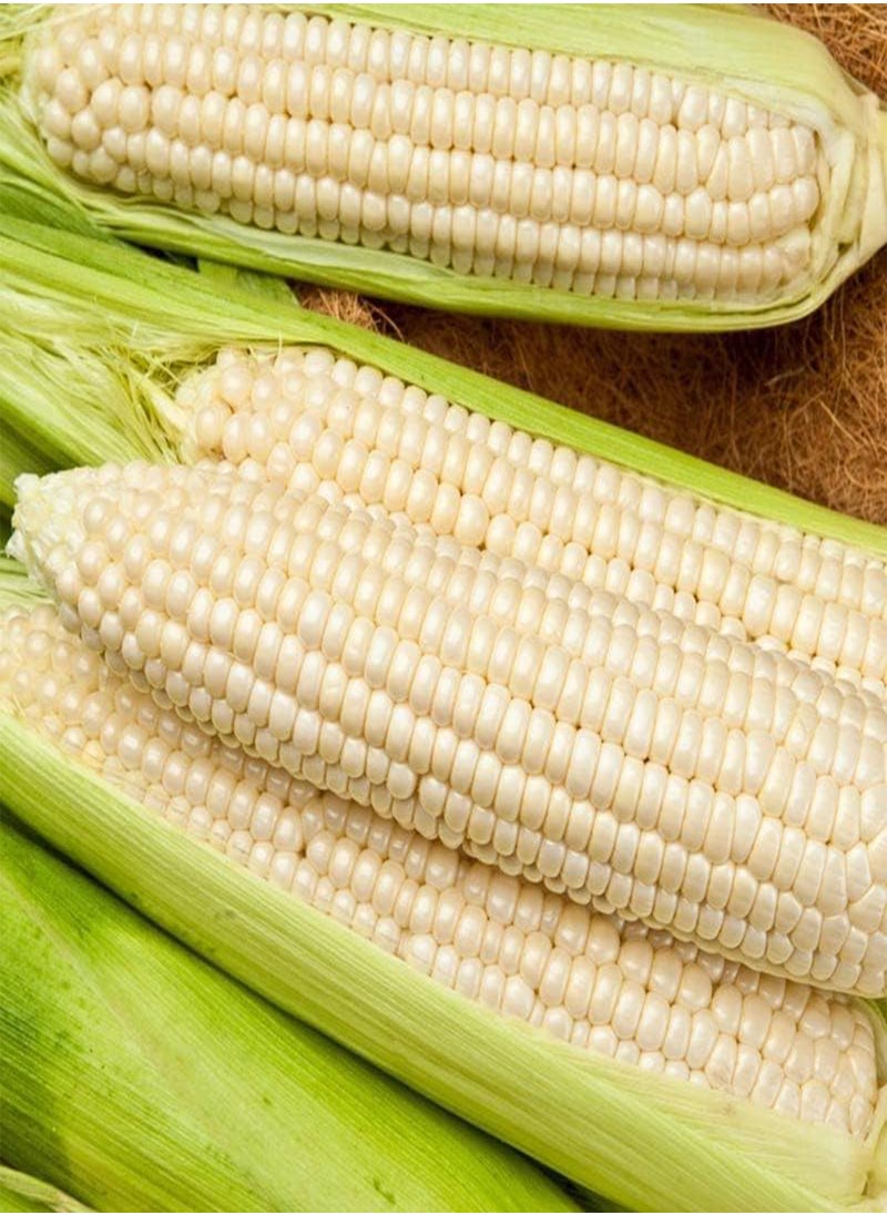 GGOOT - Waxy Corn Seeds Vietnamese Bap NEP Nu Asian Sweet Corn Seeds Asian Sticky Corn Seeds glutinous Corn White Corn Sticky Sweet Corn Laotian Seed Non-GMO (300) - Image 1