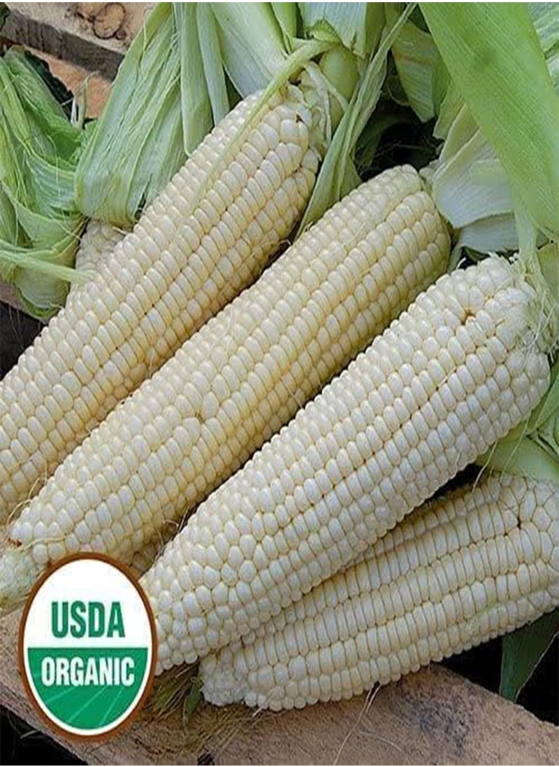 GGOOT - Waxy Corn Seeds Vietnamese Bap NEP Nu Asian Sweet Corn Seeds Asian Sticky Corn Seeds glutinous Corn White Corn Sticky Sweet Corn Laotian Seed Non-GMO (300) - Image 1