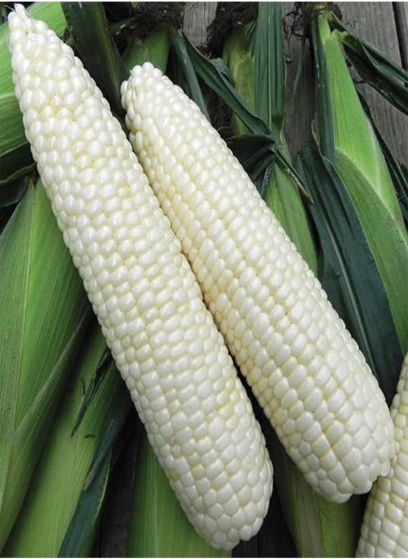 GGOOT - Waxy Corn Seeds Vietnamese Bap NEP Nu Asian Sweet Corn Seeds Asian Sticky Corn Seeds glutinous Corn White Corn Sticky Sweet Corn Laotian Seed Non-GMO (300) - Image 1
