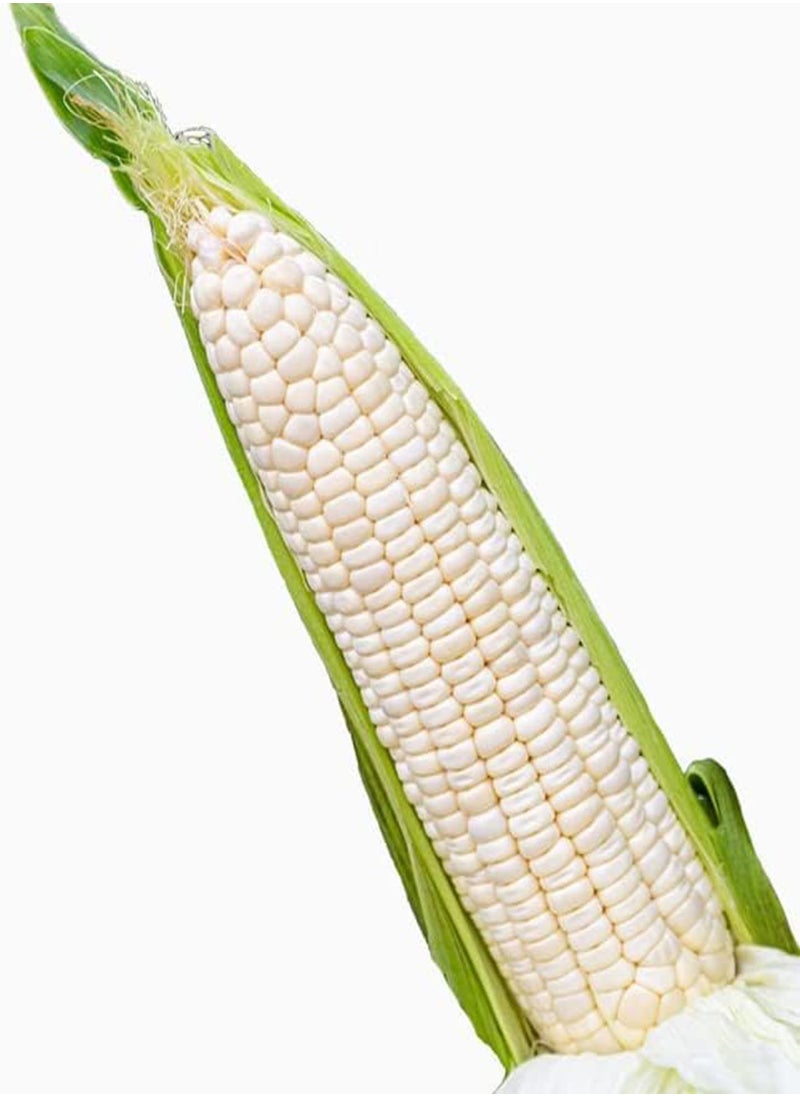 GGOOT - Waxy Corn Seeds Vietnamese Bap NEP Nu Asian Sweet Corn Seeds Asian Sticky Corn Seeds glutinous Corn White Corn Sticky Sweet Corn Laotian Seed Non-GMO (300) - Image 1