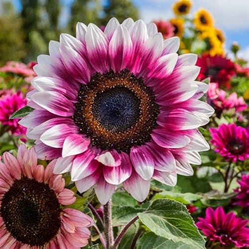ZEshops 50pcs Rare Strawberry Pink Sunflower Seeds - Non-GMO Heirloom Variety for Your Unique Garden - Image 1