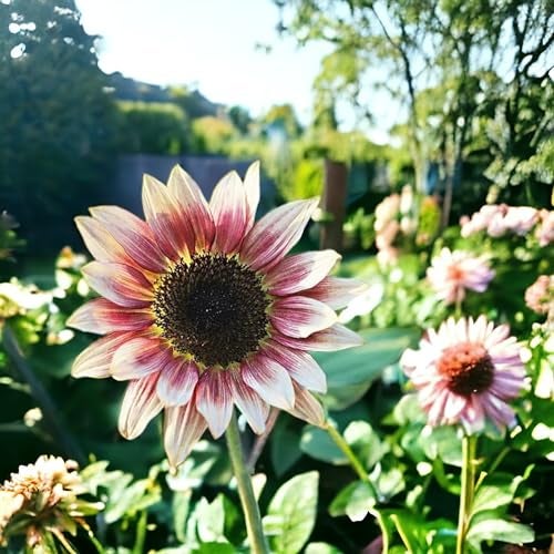 ZEshops 50pcs Rare Strawberry Pink Sunflower Seeds - Non-GMO Heirloom Variety for Your Unique Garden - Image 3