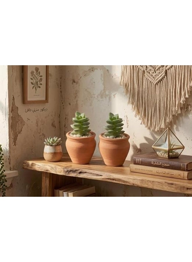Cumulative Crassula - A Natural Touch - Image 2