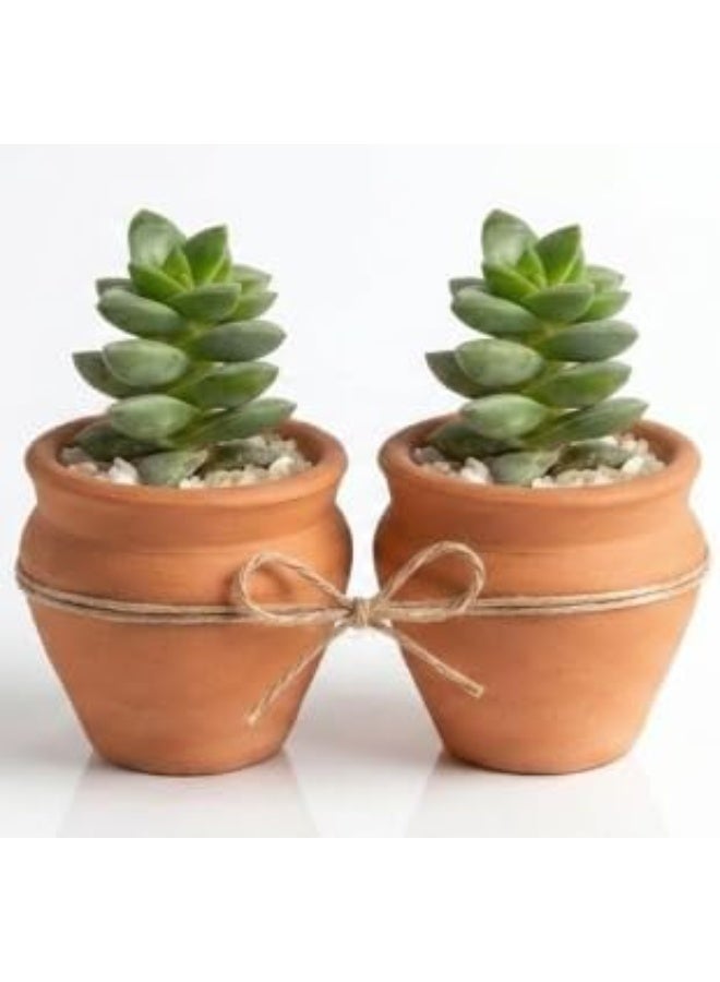 Cumulative Crassula - A Natural Touch - Image 1