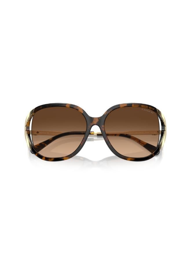 COACH Hc8396U Square Sunglasses  - Image 5
