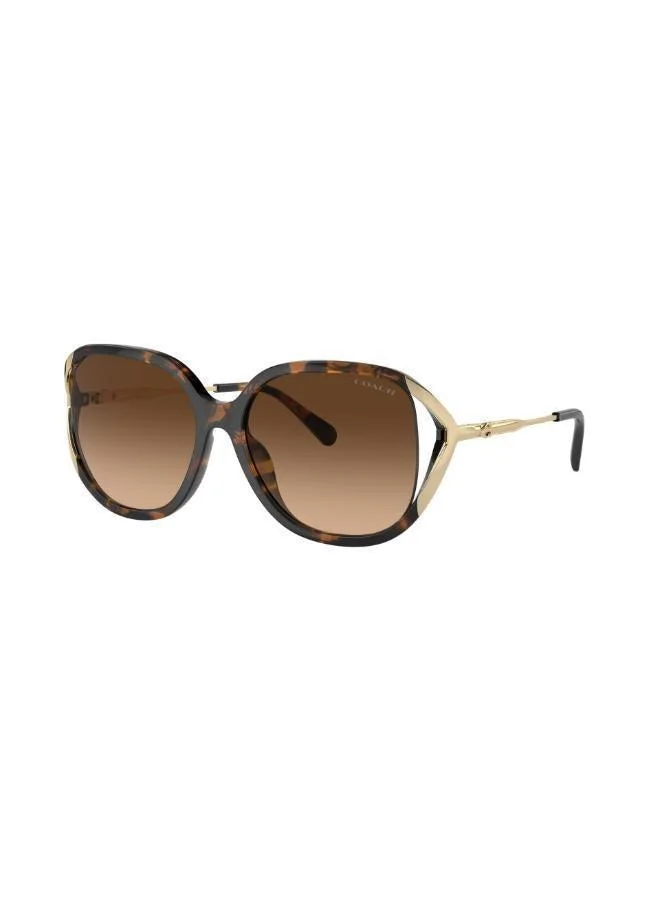 COACH  Square Sunglasses for Women | Best Price UAE