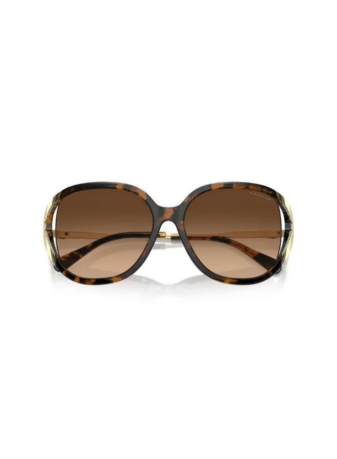 COACH  Square Sunglasses for Women | Best Price UAE