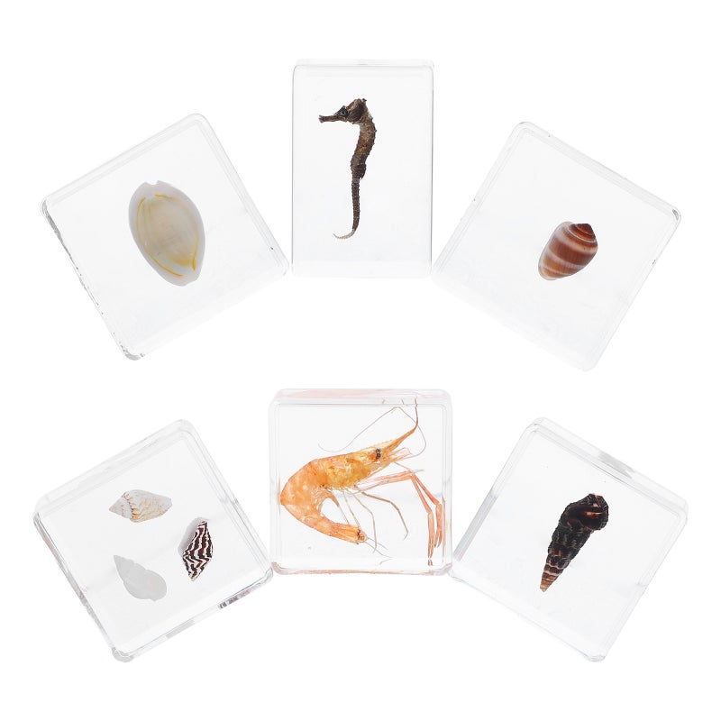 6pcs In Resin Specimen Collection Snail Sea Shells Seahorses Shrimp Paperweights Specimen Preserved In Resin For Primary School Scientific Education - Image 5