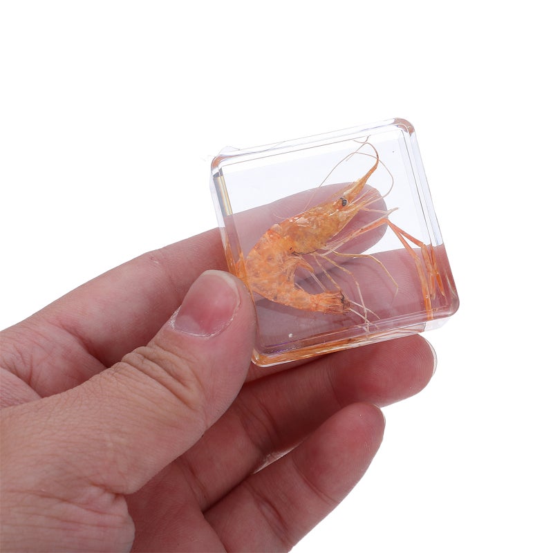 6pcs In Resin Specimen Collection Snail Sea Shells Seahorses Shrimp Paperweights Specimen Preserved In Resin For Primary School Scientific Education - Image 3