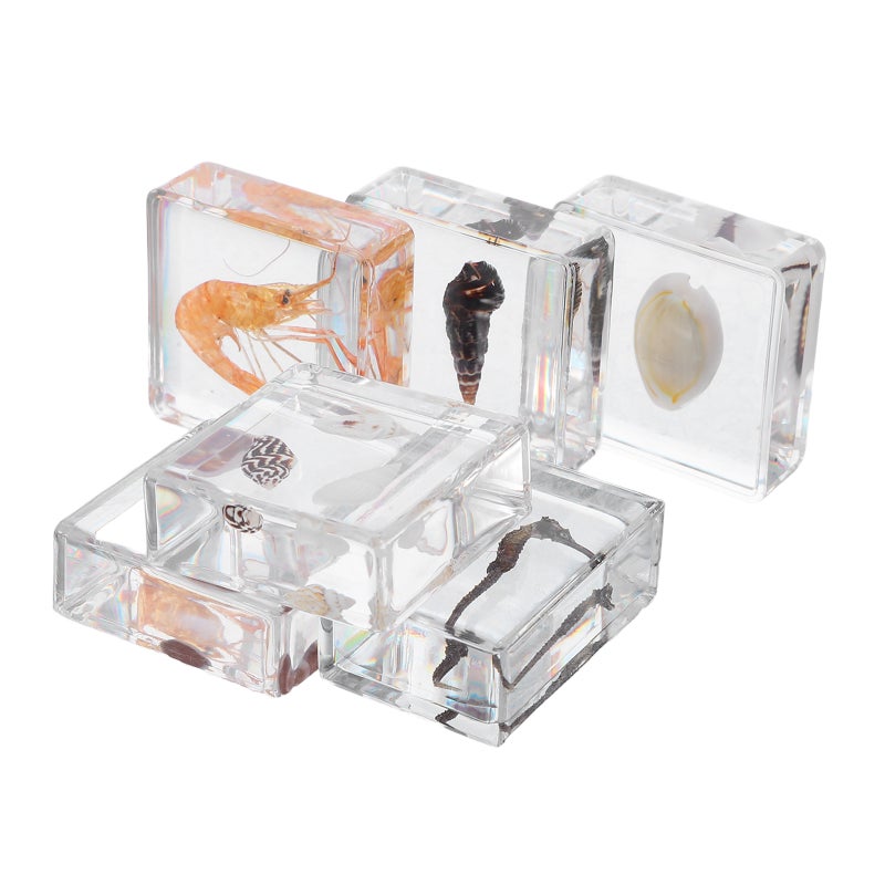 6pcs In Resin Specimen Collection Snail Sea Shells Seahorses Shrimp Paperweights Specimen Preserved In Resin For Primary School Scientific Education - Image 1