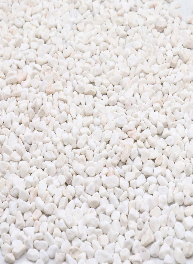 Premium Pebbles رمال خشنة من الحصى الفاخر. لون ذهبي. 1/8 بوصة 5 أرطال. للتربة، العصاريات، الأواني، النباتات، البستنة، الداخلية، الحرف، تعبئة المزهريات (إكس ميني (0.125 بوصة)، رمال خشنة - ذهبية، 5) - Image 1
