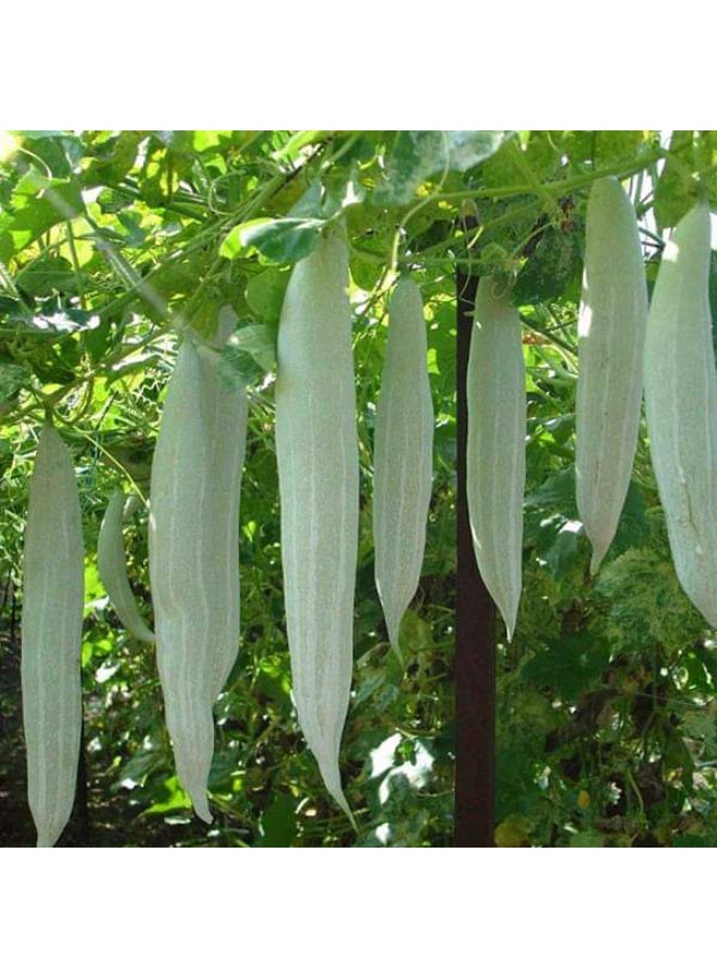 Snake Gourd Chichinda Vegetable Seeds