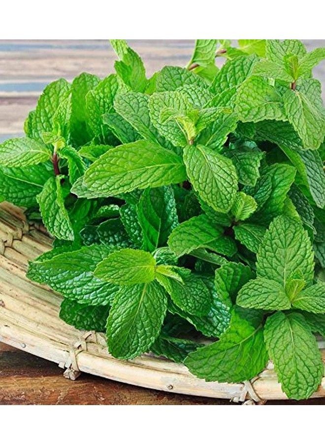 Online Quality Store Mint Powder For Face (Mint Powder For Skin Pudina Powder For Face Peppermint Powder) 100% Pure Offer For Today Only (200 Grams)  - Image 5
