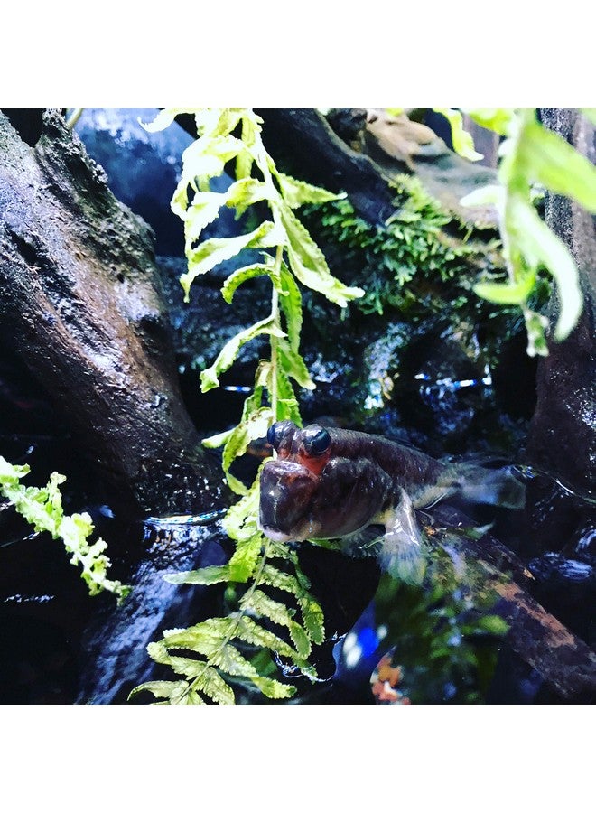 سي تشيم بلسم سيشيم برايم المنعش والمالح - مزيل للمواد الكيميائية ومزيل للسموم 500 مل - Image 3