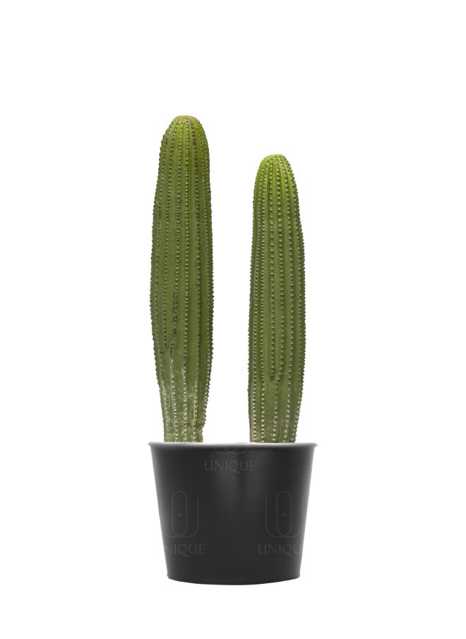 Unique Pots And Plants Cactus Artificial Plant Double Stem H60CM 
