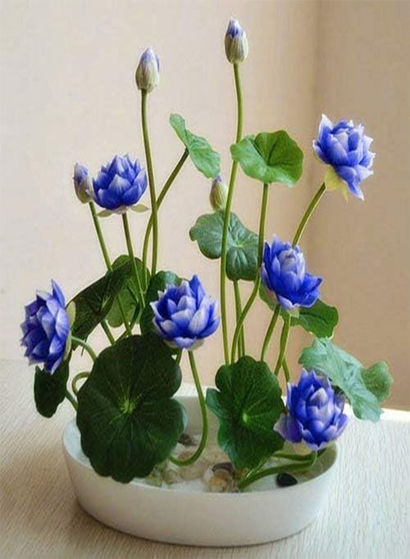 GGOOT 10 : 5pas Sapphire Lotus Flower Seeds,Rare Color, Perfect Yard Plant, Label: Lotus5 Chinse Water Lily 10 