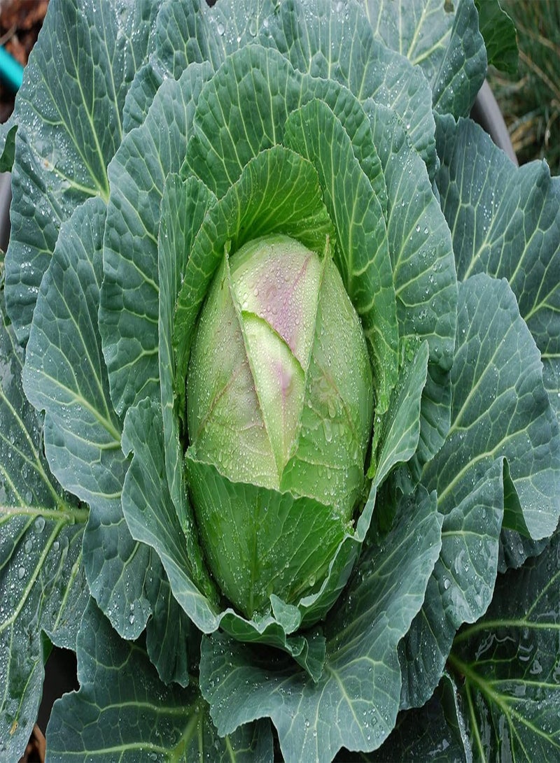 GGOOT - Robin F1 (Winter) Cabbage 25 x Vegetable Seeds