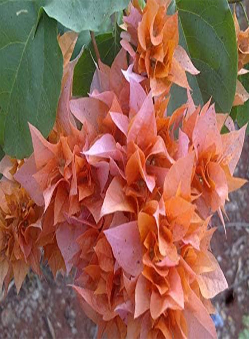 GGOOT 25pcs Bougainvillea Flower Seeds - Image 2