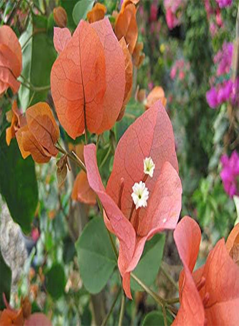 GGOOT 25pcs Bougainvillea Flower Seeds - Image 1