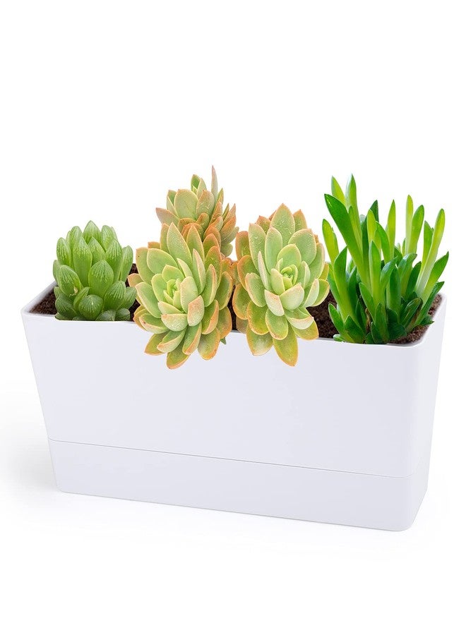 GREANER Herb Planter with Tray, Greaner 1 Pack 12x3.8 Inch Rectangle Window Box White, Indoor Succulent Flowers Plastic Pot for Windowsill, Garden, Balcony, Office Outdoor - Image 1