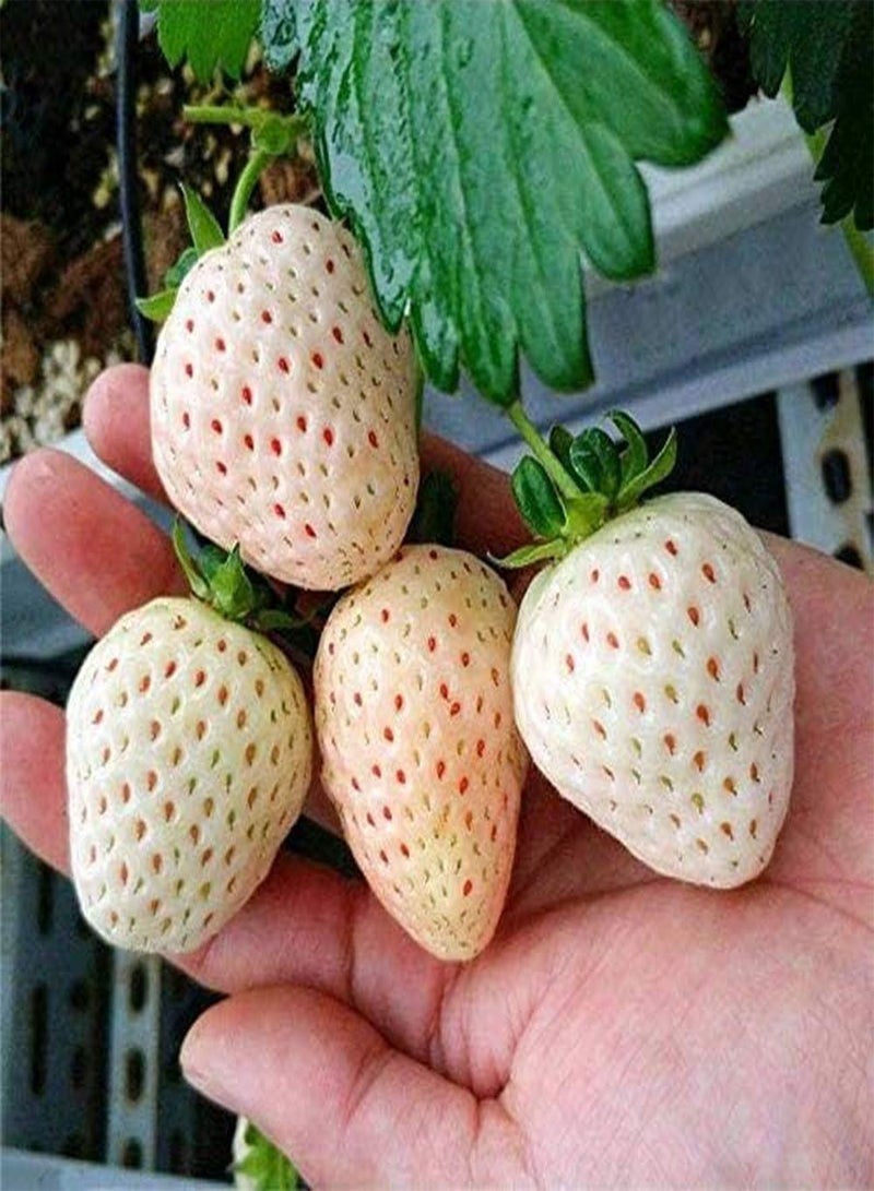 GGOOT 200PCS White Strawberry Seeds,White Snow Strawberry Plants Bonsai Seeds,Fragaria for Home Garden Yards Planting - Image 4