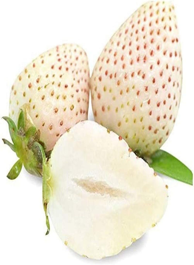 GGOOT 200PCS White Strawberry Seeds,White Snow Strawberry Plants Bonsai Seeds,Fragaria for Home Garden Yards Planting - Image 1