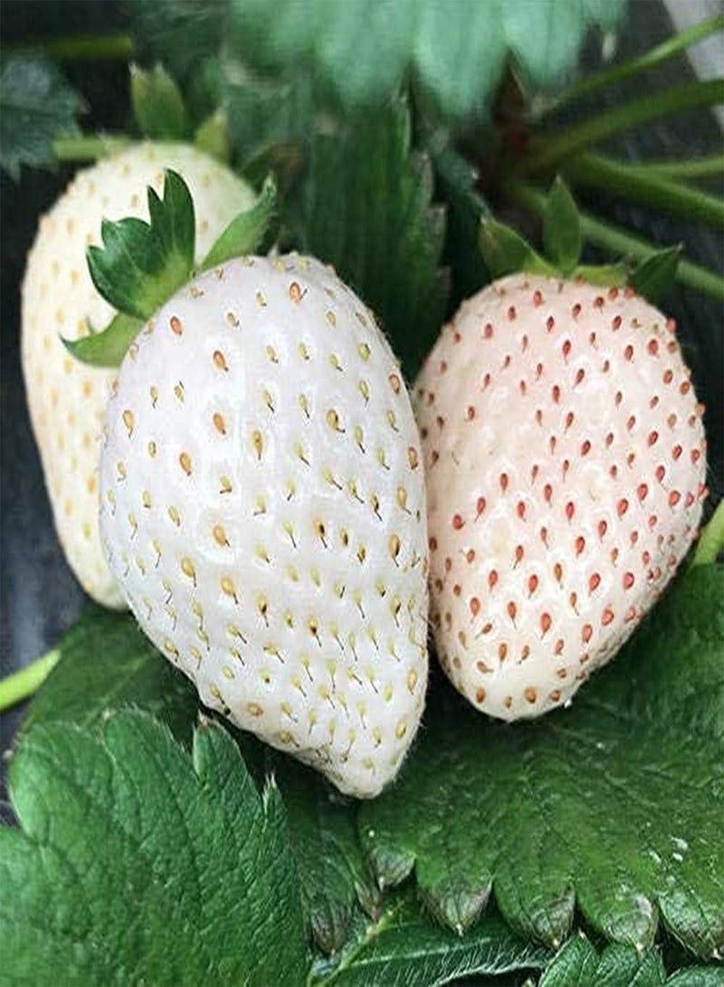GGOOT 200PCS White Strawberry Seeds,White Snow Strawberry Plants Bonsai Seeds,Fragaria for Home Garden Yards Planting - Image 2