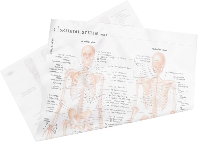 CONGARTENO Skeletal System Anatomy Poster 50x70cm (20x28in) Silk Cloth Hanging Wall Chart Muscle and Bone Structure Educational Scientific Poster for Classroom and Office Decoration - Image 1
