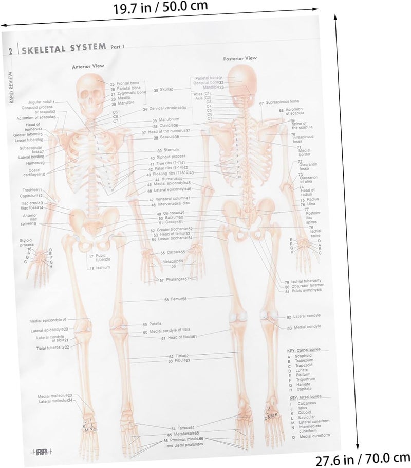CONGARTENO Skeletal System Anatomy Poster 50x70cm (20x28in) Silk Cloth Hanging Wall Chart Muscle and Bone Structure Educational Scientific Poster for Classroom and Office Decoration - Image 2