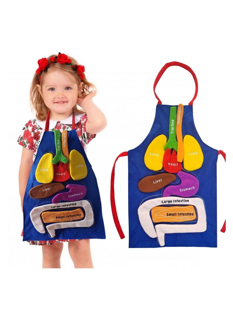 Human Body Organs Apron Awareness Educational Tool Toy for Kids  - Image 1