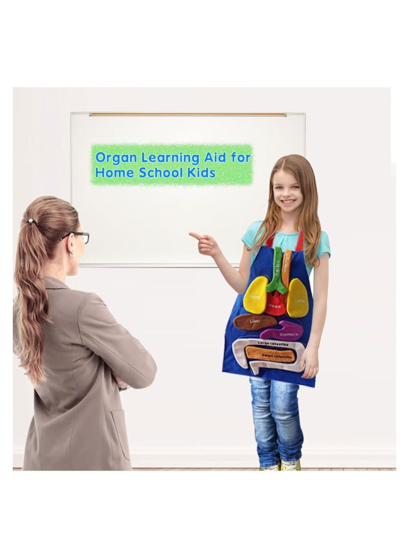 Human Body Organs Apron Awareness Educational Tool Toy for Kids  - Image 2