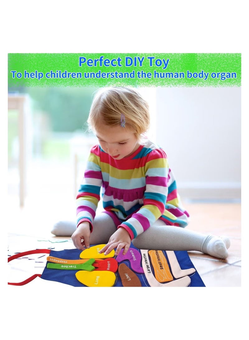 Human Body Organs Apron Awareness Educational Tool Toy for Kids  - Image 4